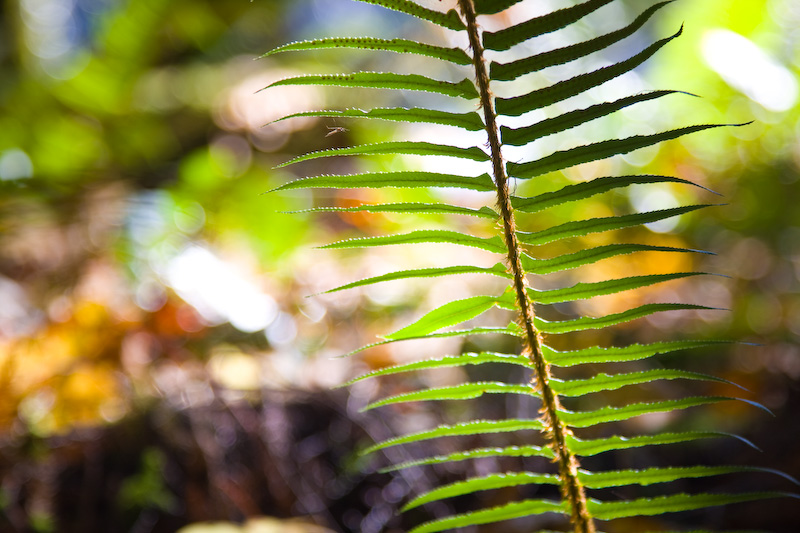 Fern Detail